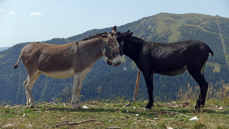 2017-08-27_133819 trentino-suedtirol-2017.jpg - Passo Brocon